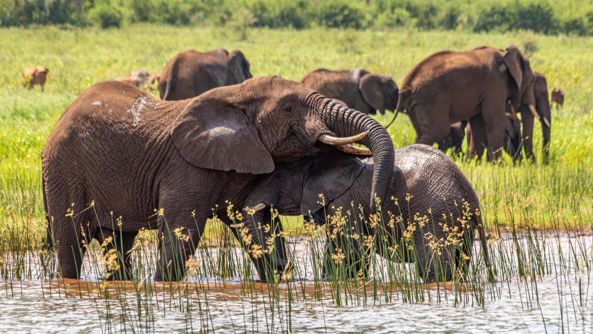 Africamps At White Elephant Safaris Понгола Экстерьер фото