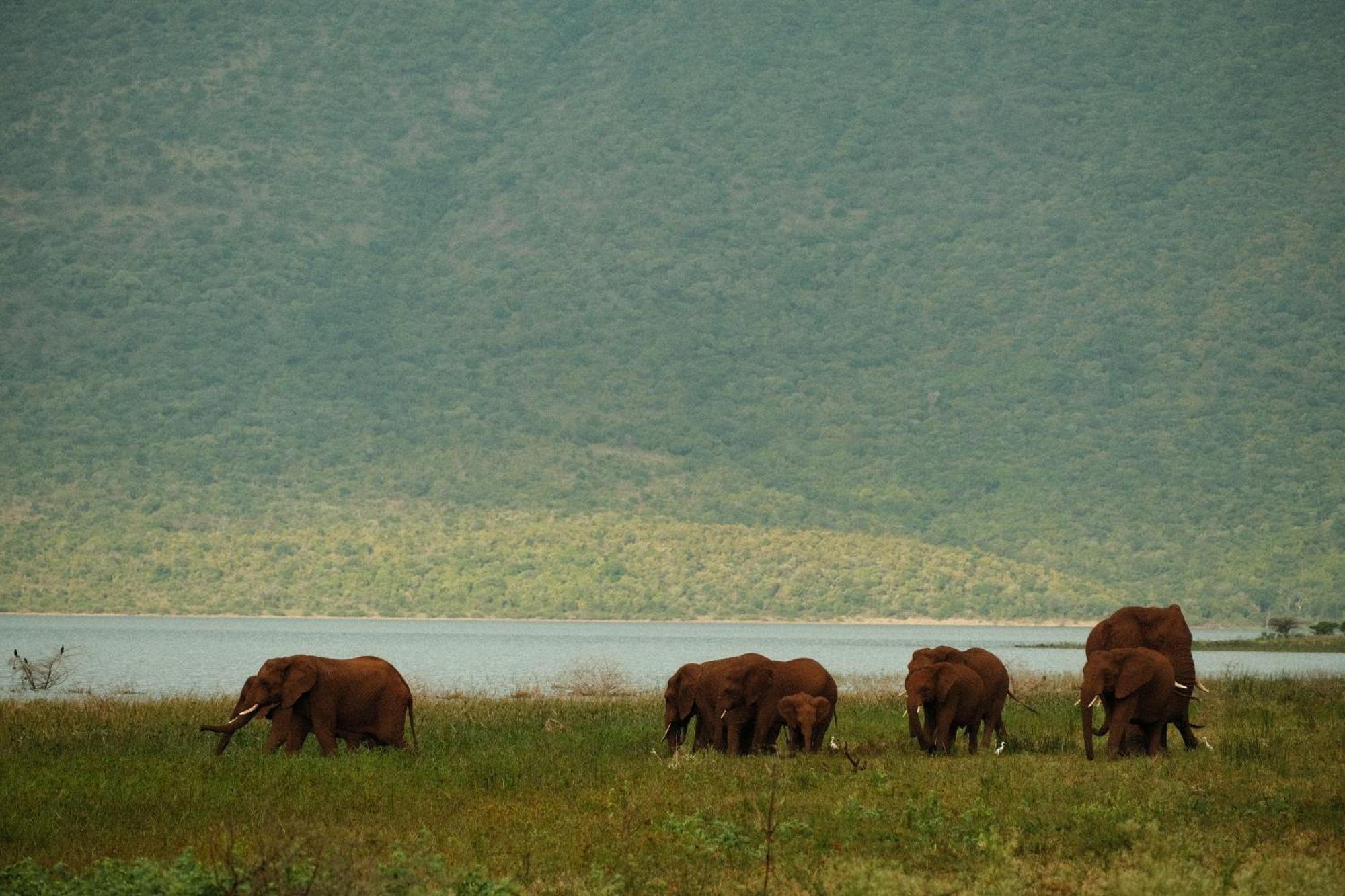 Africamps At White Elephant Safaris Понгола Экстерьер фото